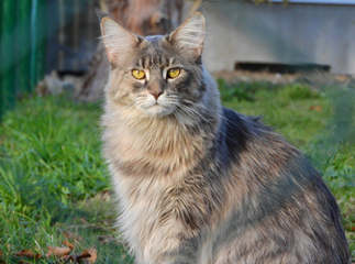 Maine coon